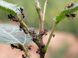 Mravce najčastejšie žijú v nekultivovaných oblastiach, kde sa len málokedy dotkne zeme. Môžu sa vyšplhať na vaše stránky od susedov alebo z lesnej zóny.
