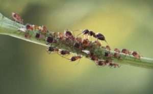 Aby ste sa zbavili mravcov, môžete použiť rôzne prostriedky, od prírodných po chemické. Každý spôsob boja má svoje výhody a nevýhody, takže výber závisí od osobných preferencií.
