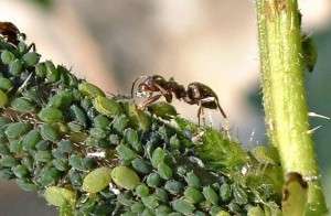 Πώς να απαλλαγείτε από τα μυρμήγκια στον κήπο σας. Παραδοσιακές μέθοδοι ή χημεία