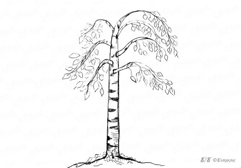 breza na kresbu ceruzkou, foto 2