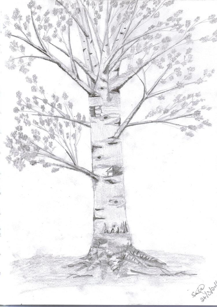 Ako nakresliť brezu po etapách - ľahké majstrovské kurzy kreslenia brezy
