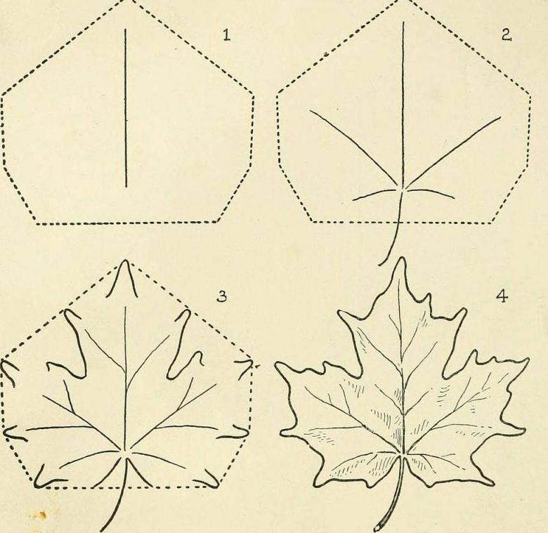 Ako nakresliť javorový list postupne: príklady fluo, video