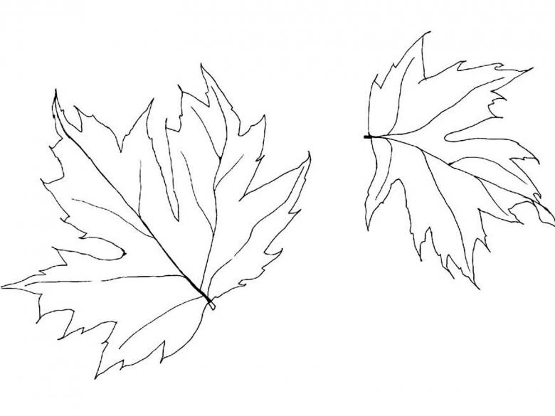 Sådan tegnes et ahornblad i etaper: fluo -eksempler, video
