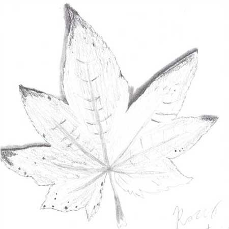 Hvordan man tegner et ahornblad