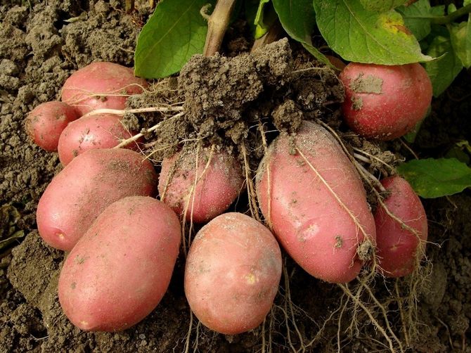Καλλιέργεια μίνι κονδύλων πατάτας από μεγάλους κόνδυλους