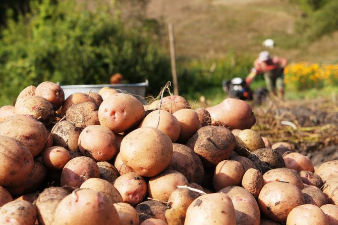 Perunalajikkeen päivittäminen: 5 tapaa