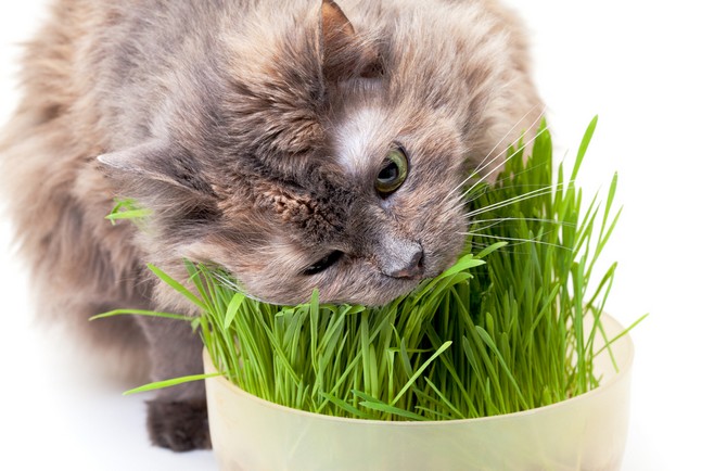 Pre mačky môžete pestovať špeciálnu mačaciu trávu alebo mätu