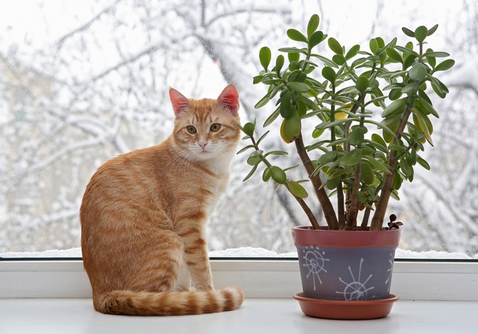 Sådan fravænnes en kat fra at spise blomster og stueplanter. Hvad hvis katten spiser blomster?