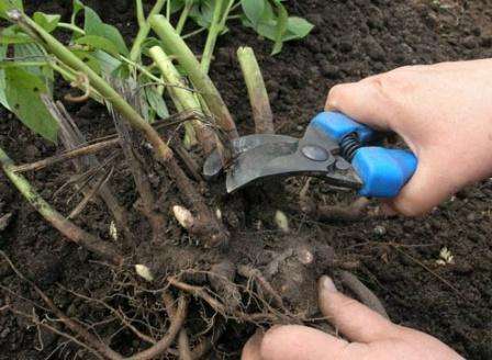 تنمو نباتات الفاونيا جيدًا في التربة الخصبة ، لذا يمكنك التسميد بانتظام. لا تزرع الفاونيا في التربة الطينية. عند الزراعة في التربة السوداء ، يمكنك إضافة القليل من الرمل إلى الحفرة والسوبر فوسفات.
