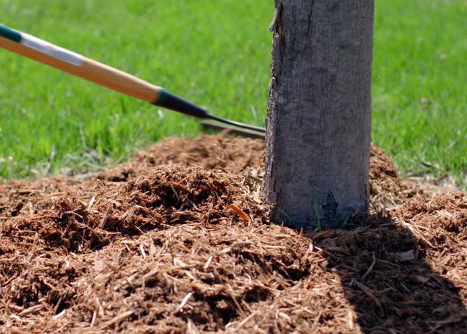 Med ankomsten af ​​det tidlige forår udføres mulching af blommens rodzoner