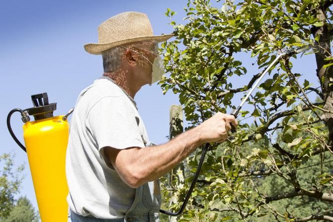 Fra begyndelsen af ​​blomstringen til dannelsen af ​​æggestokken skal frugttræer sprøjtes med særlige biologiske produkter en gang om ugen