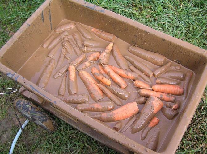 Porkkanoiden säilyttäminen savessa