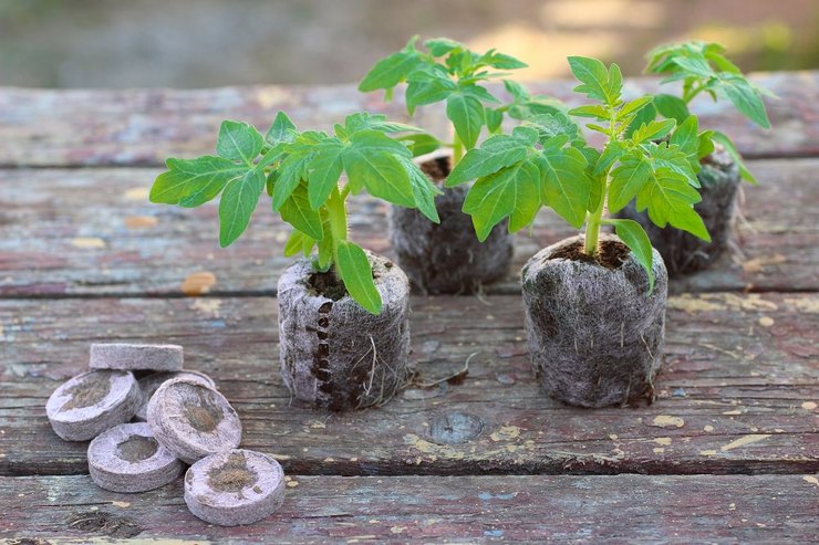 Tørvetabletter - hvordan man bruger det til dyrkning af kimplanter. Instruktion, video