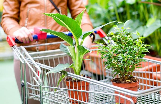 Πώς να αγοράσετε σωστά ένα φυτό ή λουλούδια
