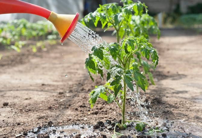 Hvor ofte skal man vande tomatplanter efter plukning, plantning i jorden og i drivhuset
