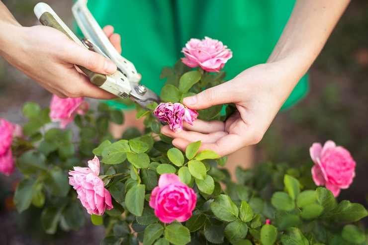 Prerezávanie izbovej ruže - kedy a ako ju správne orezať