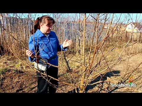 Omenapuiden kevätleikkaus yksityiskohtaisesti