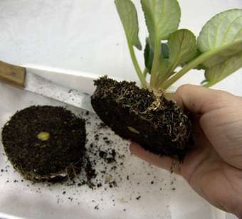 عادة ، بالنسبة لزراعة البنفسج ، لا يلزم استبدال التربة بالكامل ، يكفي إعادة الشحن بعناية مع إضافة التربة المشبعة بالمغذيات والعناصر الدقيقة.