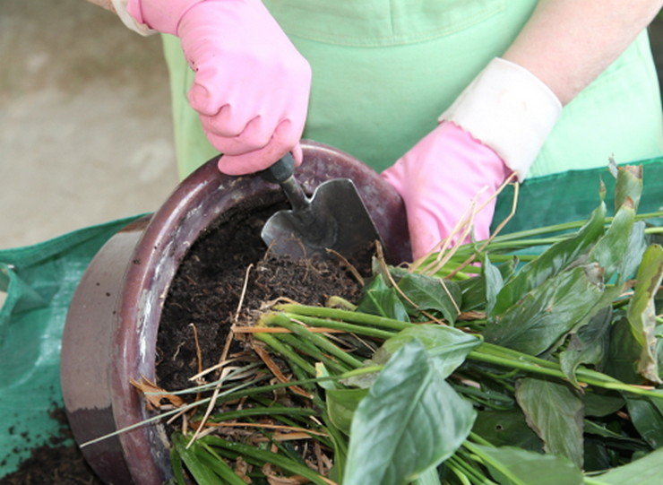 Hvornår og hvordan man korrekt transplanterer spathiphyllum