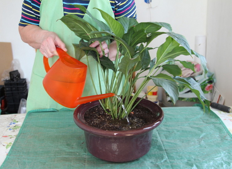 رعاية spathiphyllum مباشرة بعد الزرع