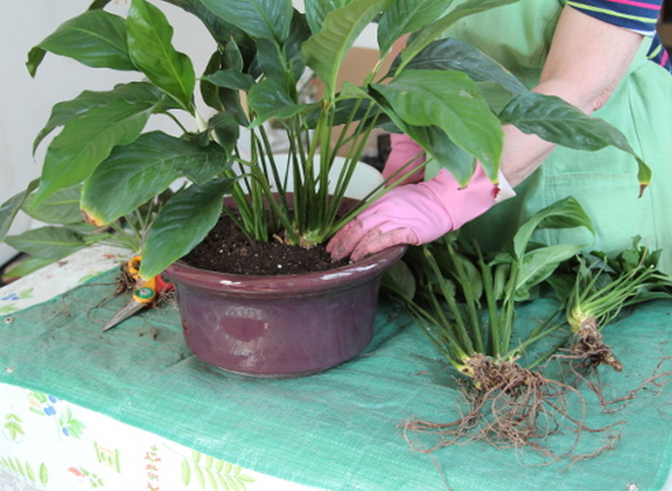 كيفية زرع spathiphyllum بشكل صحيح. زرع spathiphyllum بعد الشراء في المنزل