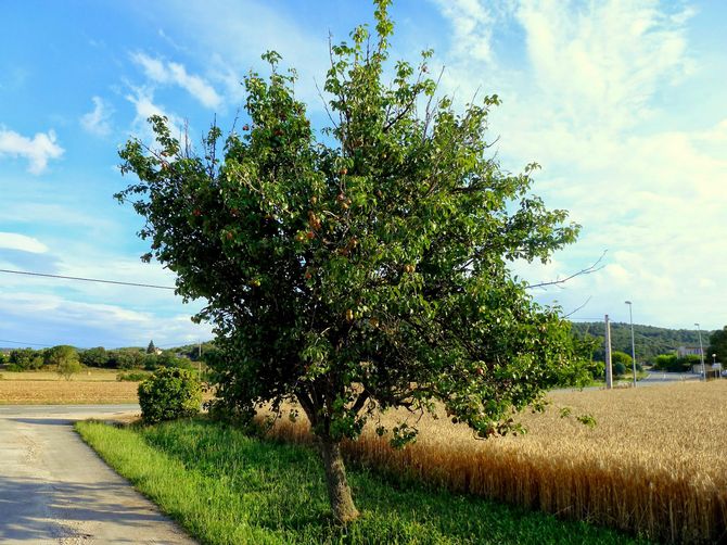 Φύτευση αχλαδιών: την άνοιξη ή το φθινόπωρο;