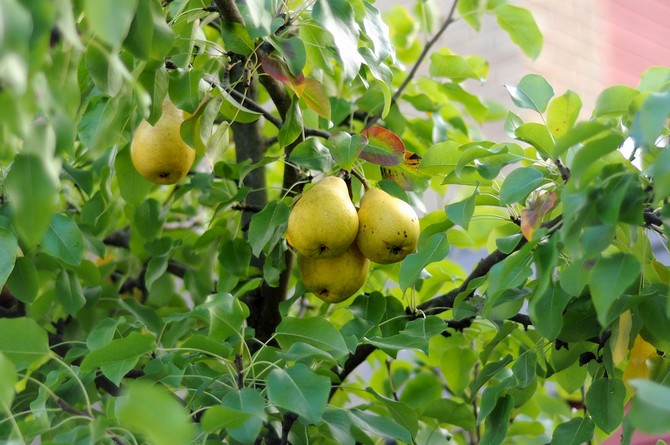 Sådan plantes en pære korrekt. Plantning af pærer om foråret