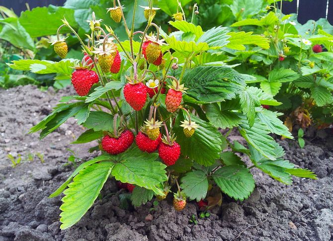 Plantning af jordbær i fritstående buske