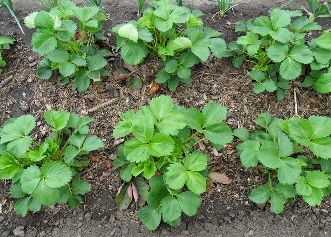 Plantning af jordbær i rækker