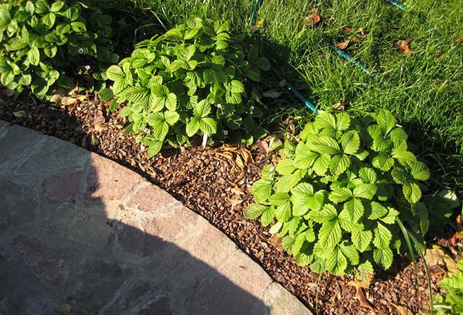 Plantning af jordbær i reder