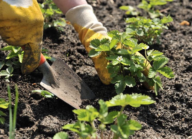 Sådan plantes jordbær korrekt - 4 plantemetoder