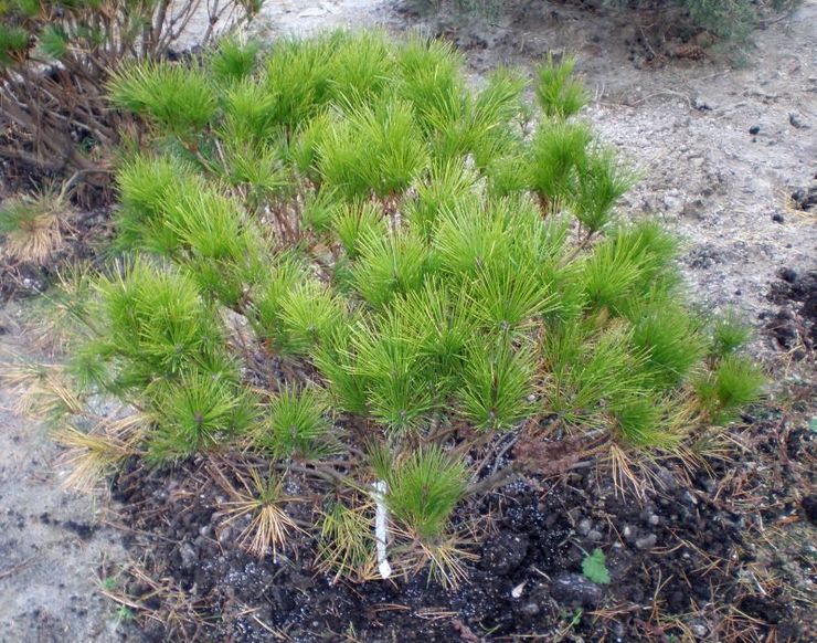 Hvornår skal man plante en fyr