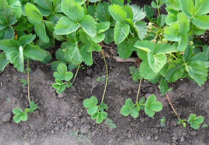 Transplantácia sadeníc jahôd na nové miesto sa najlepšie vykonáva v poslednom mesiaci leta