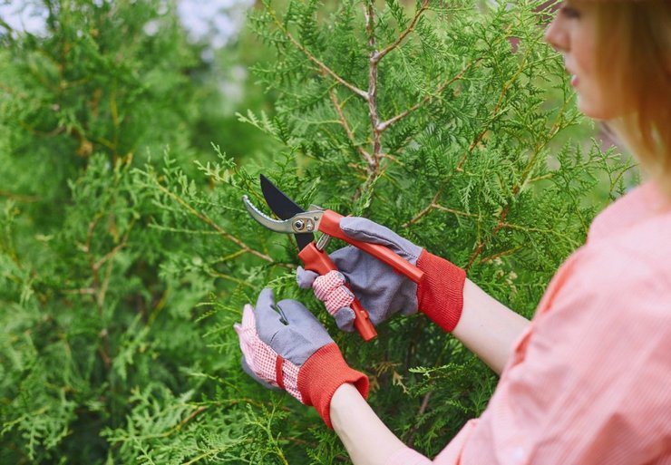 Σημαντικοί κανόνες για τη φροντίδα της thuja ενηλίκων