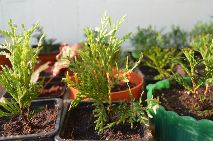 Πολλαπλασιασμός της Thuja με μοσχεύματα