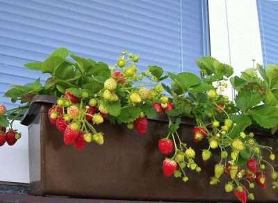 Dyrkning af jordbær Albion anbefales ikke kun i drivhuse, men også i krukker i vindueskarmen. I dette tilfælde er det ikke nødvendigt at bruge jord. Hvordan? Fyld gryderne med porøse, fugtgennemtrængelige
