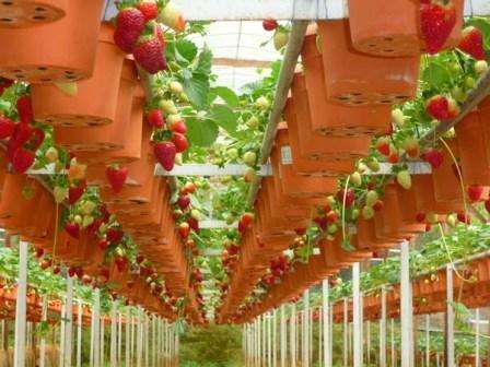 “Jeg dyrker jordbær hele året rundt hjemme, og Albion -sorten er perfekt til dette. Med minimal indsats kan du plante frøplanter i krukker og høste i den nærmeste fremtid. 