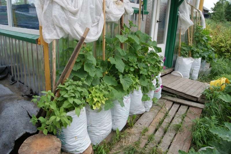 Predtým, ako začnete sadiť semená, musíte si pripraviť vrecia z polyetylénu alebo cukru s objemom asi 100 litrov. Okrem toho vezmite drevenú palicu, zatlačte klinec na jeden koniec a naviňte vlasec. NS