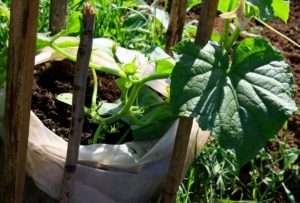 Pripravte pôdu na výsadbu uhoriek a pestovanie vo vreciach. Môžete použiť bežnú zeleninovú zmes alebo zmiešať pôdu a hnoj sami. Vrecká naplňte do 1/3 pripravenou zeminou,