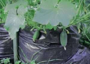 Τώρα μπορείτε να ξεκινήσετε τη φύτευση σπόρων αγγουριού σε σακούλες. Για να το κάνετε αυτό, κάντε μικρές τρύπες στο χώμα μεταξύ των σωλήνων άρδευσης και φυτέψτε εκεί μερικούς σπόρους αγγουριού. Τα αγγούρια φυτεύονται όχι μόνο στο πάνω μέρος της σακούλας