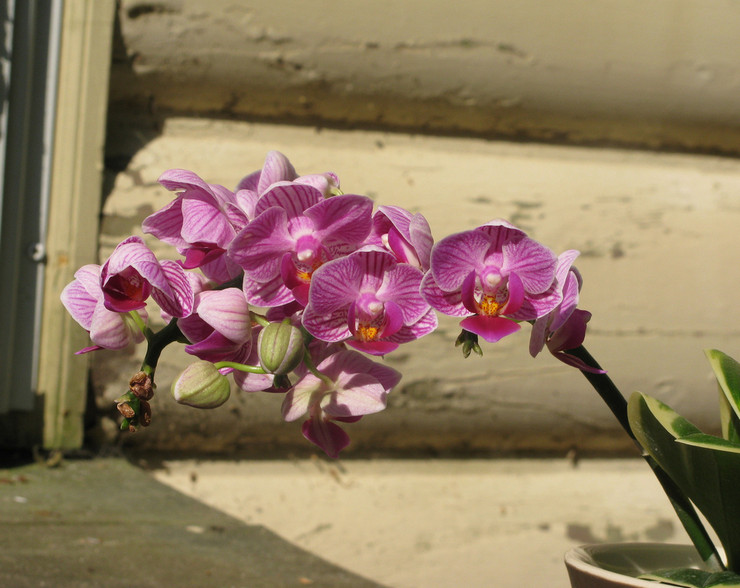 Phalaenopsis