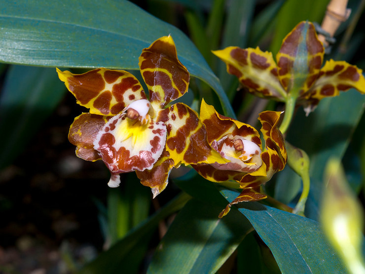 Odontoglossum