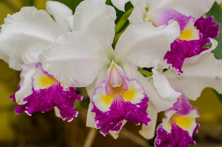 Cattleya