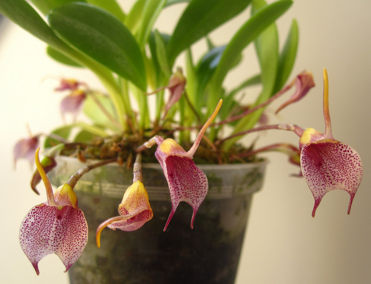 Masdevallia