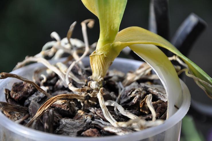 Problémy a ťažkosti pri starostlivosti o orchidey