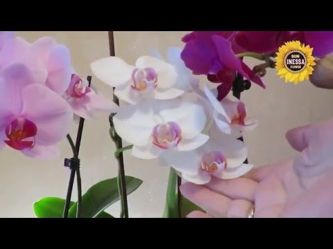 Sådan forlænges orkidéblomstringen. Blomstrende orkidé.