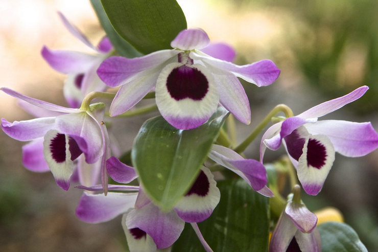 Typer af orkideer og regler for pleje af dem