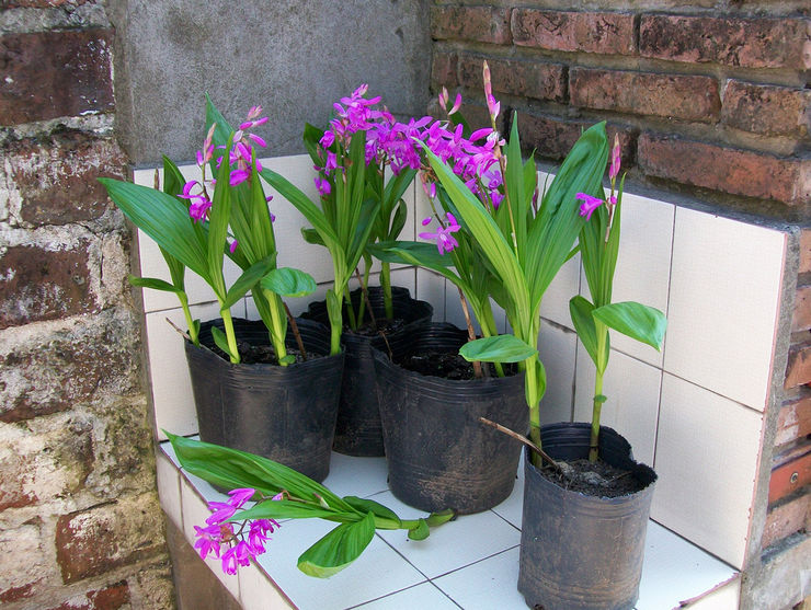 Bletilla υάκινθος