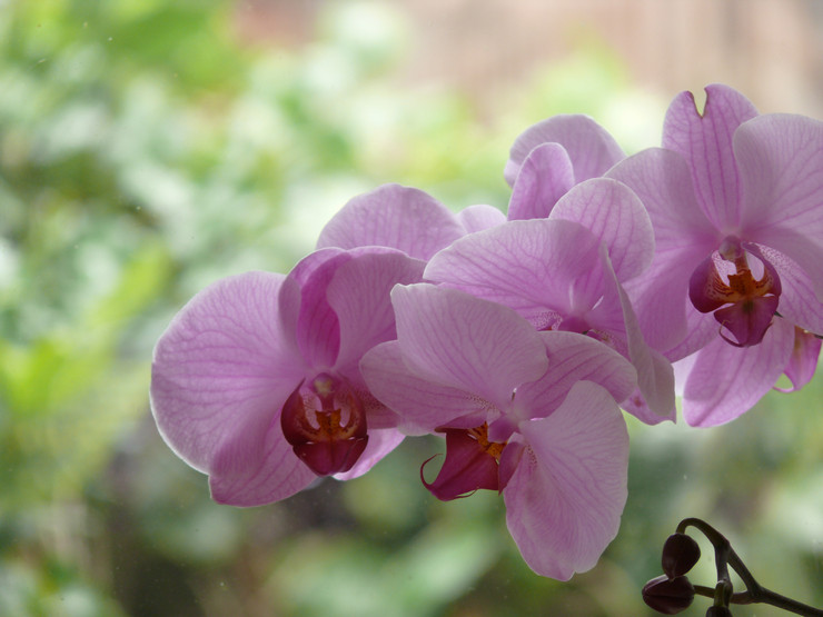 Funktioner ved pleje af en orkidé hjemme før og efter blomstring. Råd. Foto
