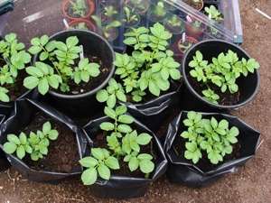 Με τη βοήθεια δενδρυλλίων, τα οποία λαμβάνονται αφού φυτρώσουν πατάτες στο σπίτι σε γλάστρες. Οι κόνδυλοι φυτεύονται σε ένα μικρό δοχείο γεμάτο γη και χούμο. Οι φυτεμένες πατάτες μεταφέρονται καλύτερα σε θερμοκήπιο. Όταν το φυτό φτάσει σε ύψος 8 cm, μπορεί να φυτευτεί σε ανοιχτό έδαφος.